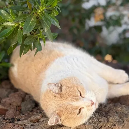 Calima House * Chayofa