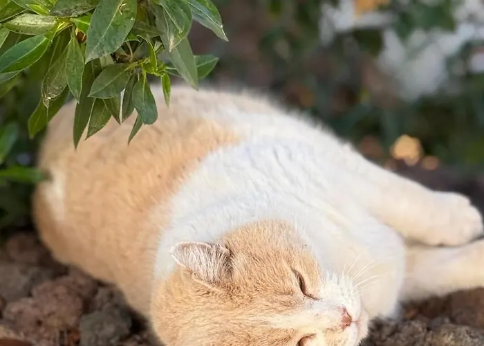 Calima House * Chayofa